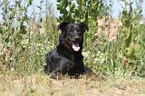 BEAUCERON 272